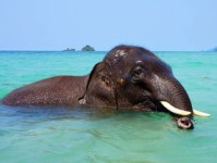 DeepMind，AI领域的独角兽，投资者的新宠？