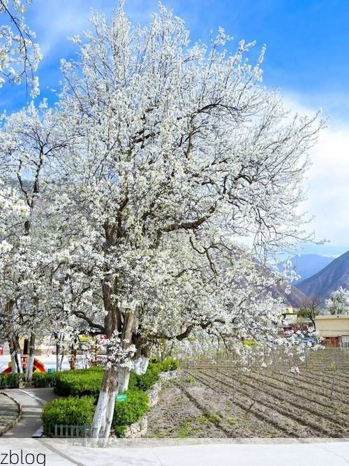 金川梨花下的防疫坚守：高原河谷如何阻断病毒传播链？