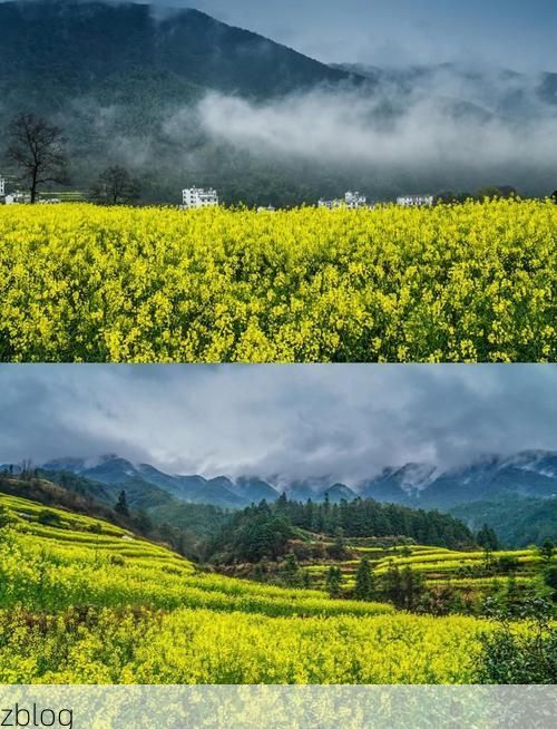 婺源：油菜花海中的零感染防线