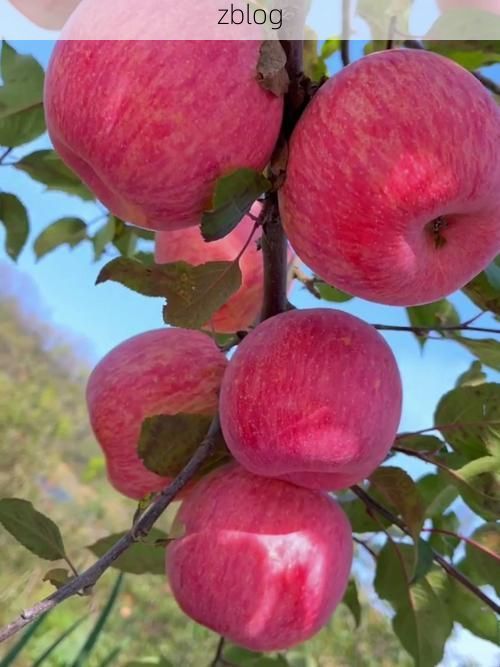 陕西洛川：黄土高原上的苹果之乡如何构筑疫情防线？