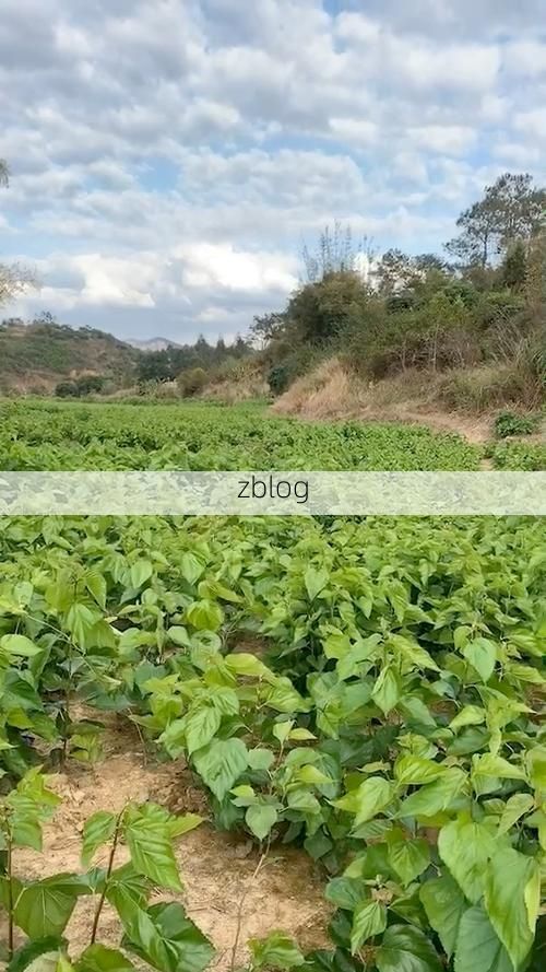 黄平县：苗岭屏障下的零感染坚守与防控逻辑