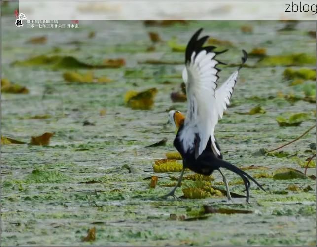 横县茉莉香飘处：低海拔水网地带的防疫压力测试