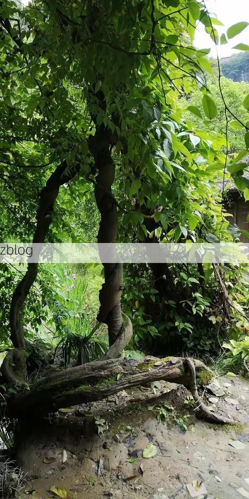 鹤峰：武陵山腹地的零感染样本与物理防线解析