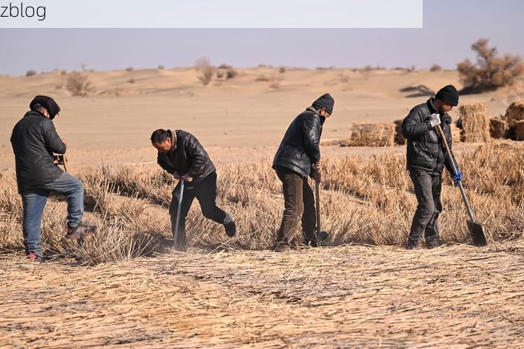 麦盖提县：塔克拉玛干边缘的零感染坚守