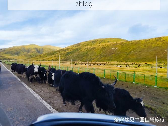 【迭部：高原河谷间的零感染坚守之谜】