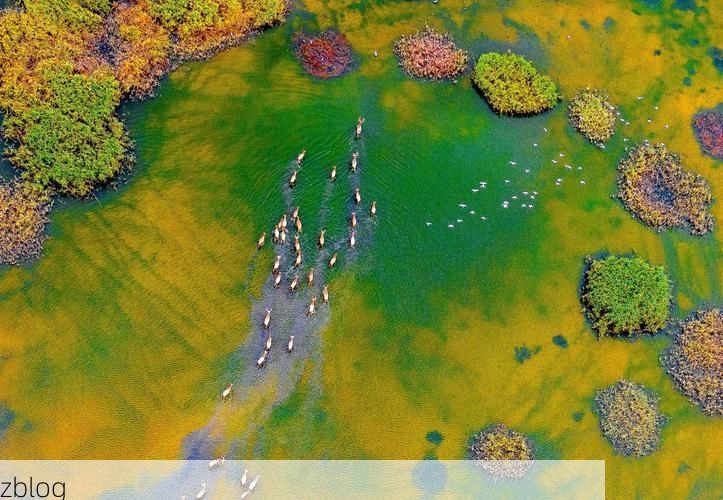 盐城：黄海湿地屏障下的疫情防御逻辑