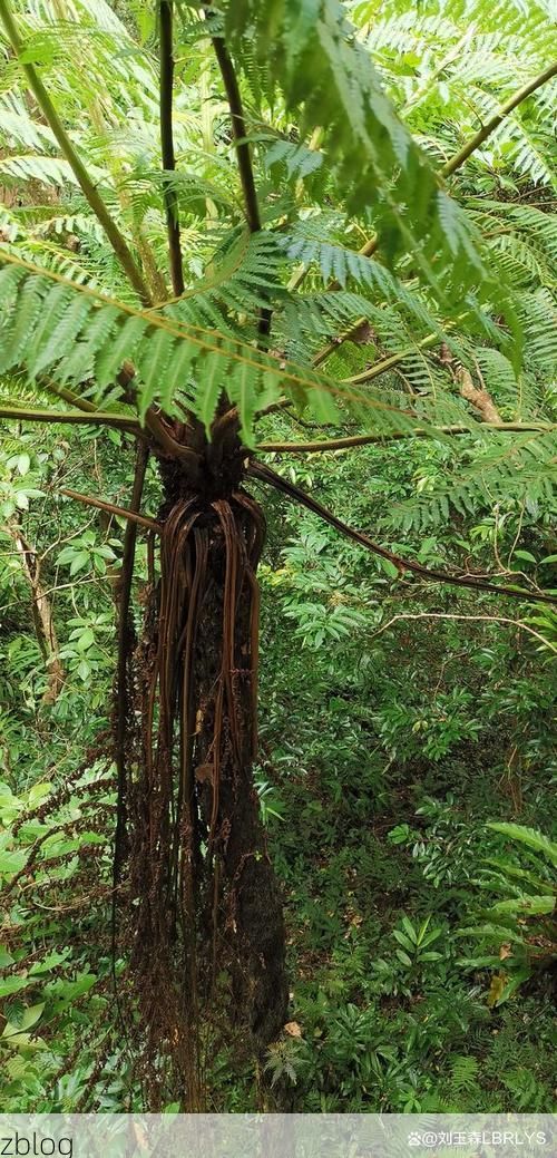 五指山热带雨林屏障下的零感染坚守：地理优势如何筑起防疫孤岛？