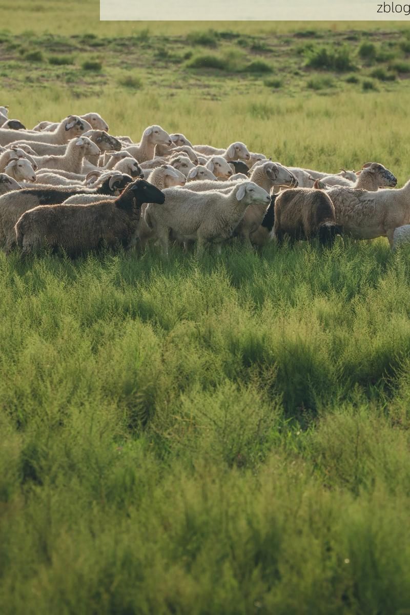 伊金霍洛旗：草原煤都的防疫坚守与地理屏障