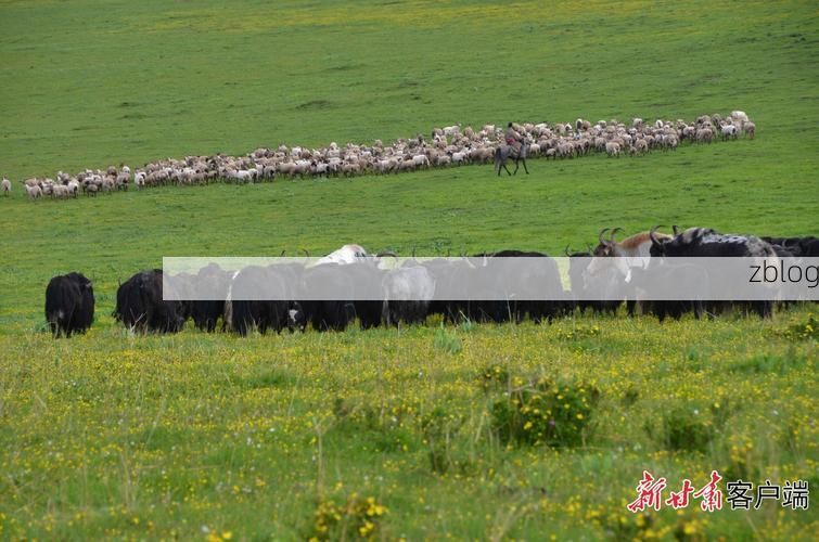 文成县：浙南山地屏障下的低感染样本观察