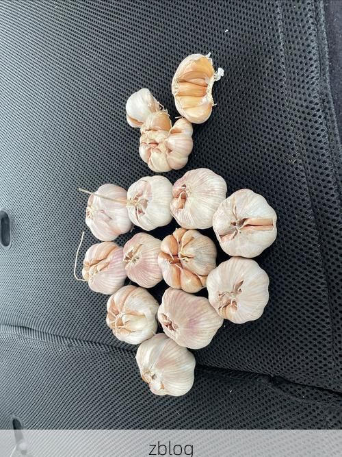 金乡县：大蒜之乡的疫情防线与破防时刻