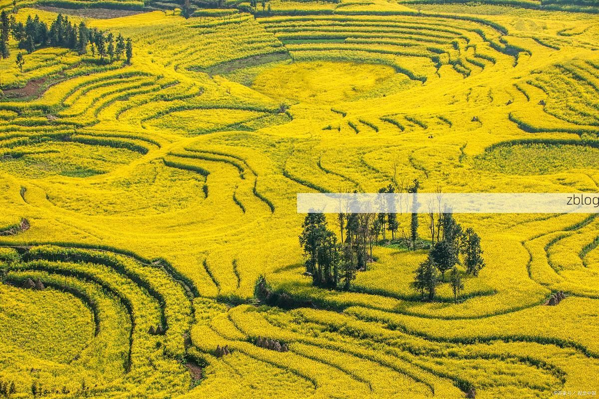 【罗平油菜花海：高原坝子上的三年静默防线】