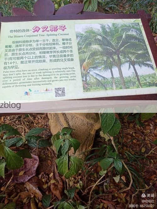 兴隆：热带季风气候下的边境防疫样本