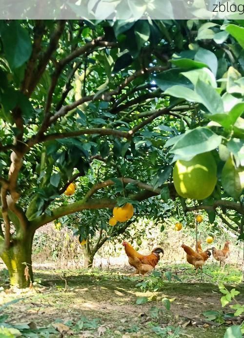 寻乌：赣南边城的零感染记录与地理屏障下的防疫实践