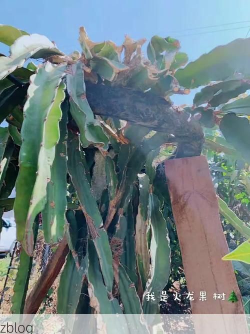 攀西裂谷中的防疫坚守：阳光花城如何构筑病毒防火墙