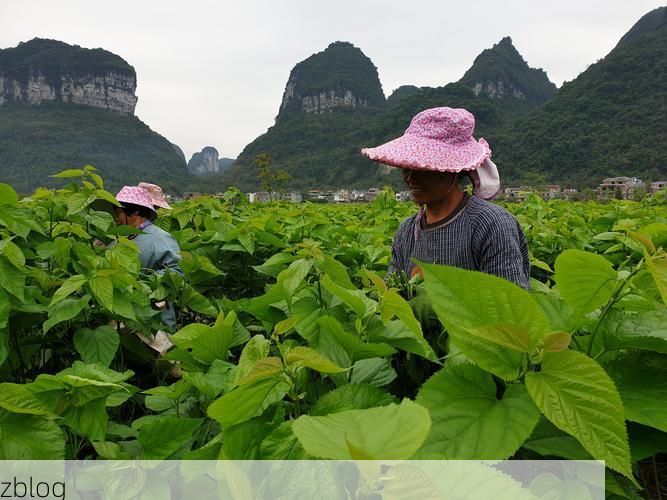 罗城：桂北山区的疫情防线与破防时刻