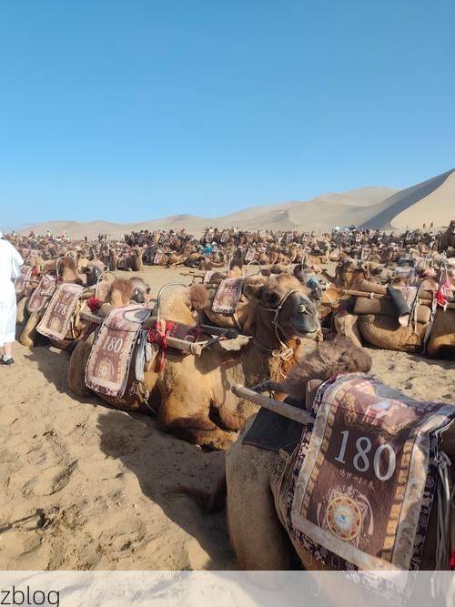 敦煌：戈壁绿洲的疫情防线与游客流动的防控挑战