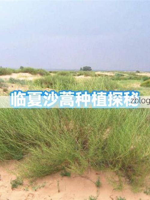 临夏：黄土高原上的防疫突围，为何成为西北防控关键点？