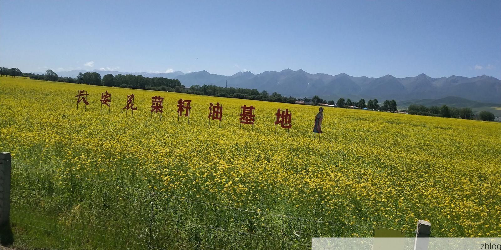 【门源：高原花海间的疫情防线与防控逻辑】